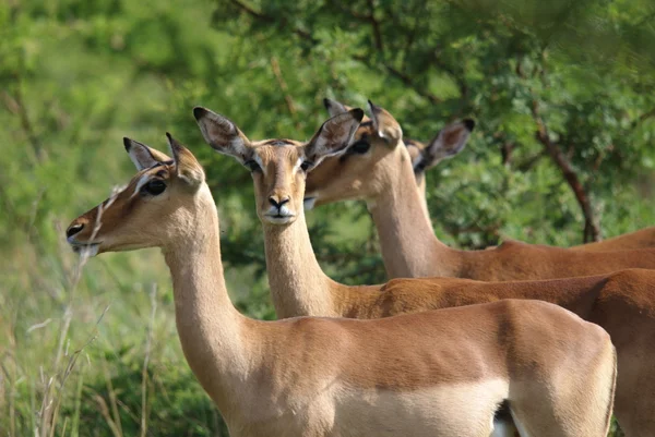 Impalas Hluhluwe Imfolozi公园南非 — 图库照片