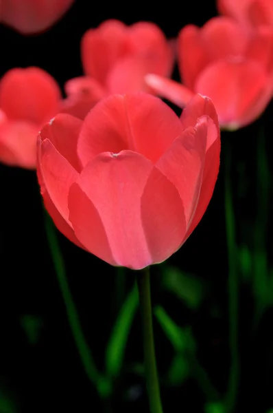 Mawar Merah Taman — Stok Foto