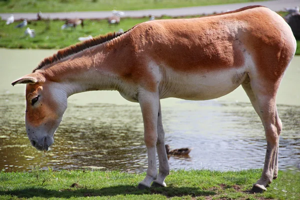 Onager Equus Hemionus Also Known Hemione Asiatic Wild Ass Species — Stockfoto