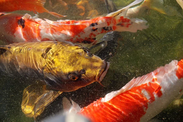 Peixes Koi São Variedades Coloridas Carpa Amur Cyprinus Rubrofuscus Que — Fotografia de Stock