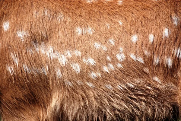 Spadlá Jelení Kůže Dama Dama Savec Nadřádu Přežvýkavců Čeledi Cervidae — Stock fotografie