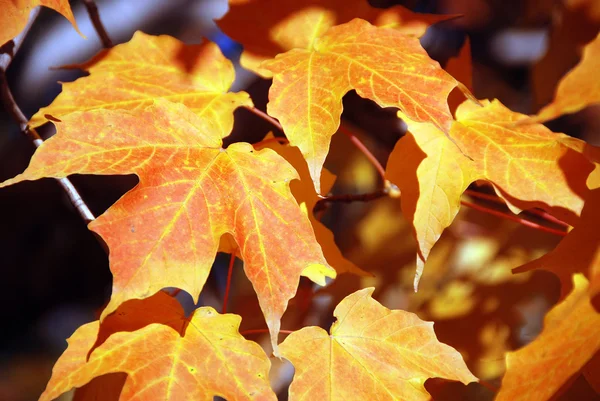 Hojas Otoño Sobre Fondo Negro — Foto de Stock