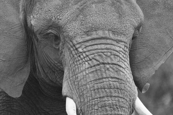 Elefante Africano Parque — Fotografia de Stock