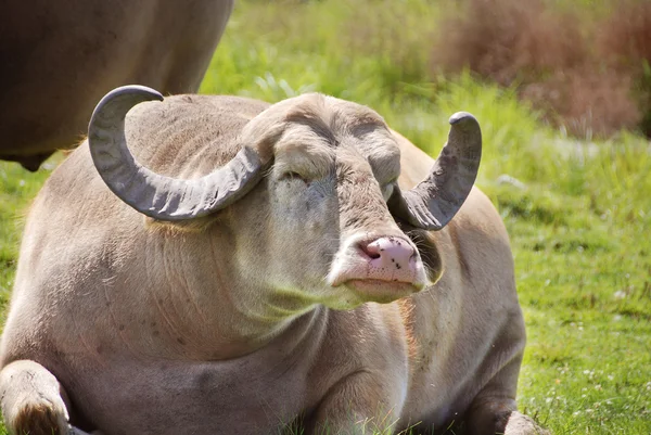 Vaca Una Hierba Verde — Foto de Stock