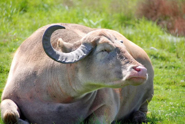 Hermosa Vaca Hierba — Foto de Stock