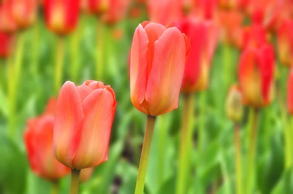Прекрасный Букет Красных Тюльпанов Тюльпаны Весной Закрыть — стоковое фото