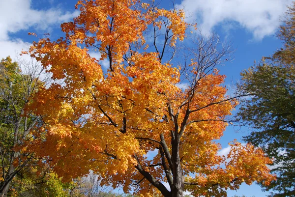 Árboles Otoñales Ramas Ramitas Hermosos Colores Rojos Marrones Amarillos Verdes — Foto de Stock