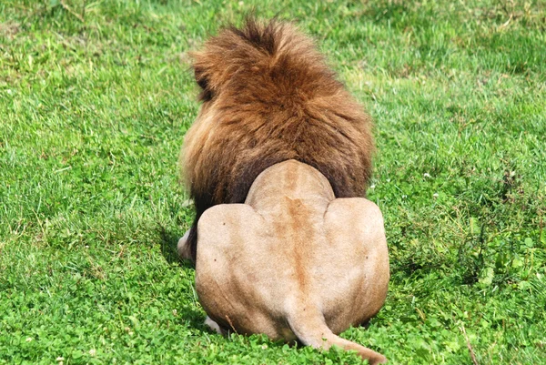 Löwe Liegt Auf Dem Rasen — Stockfoto