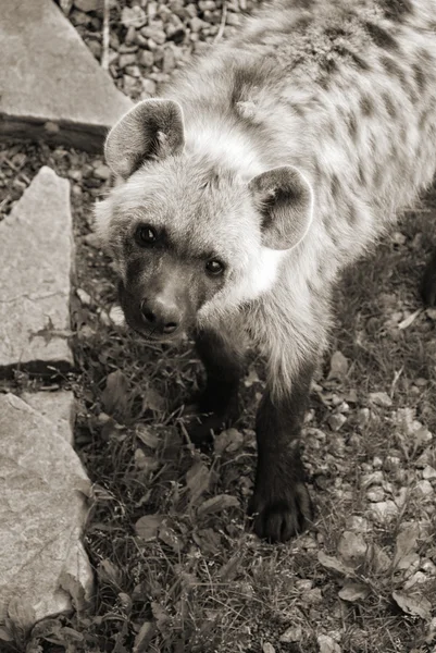 Hyena Wilde Natuur Zwart Wit — Stockfoto