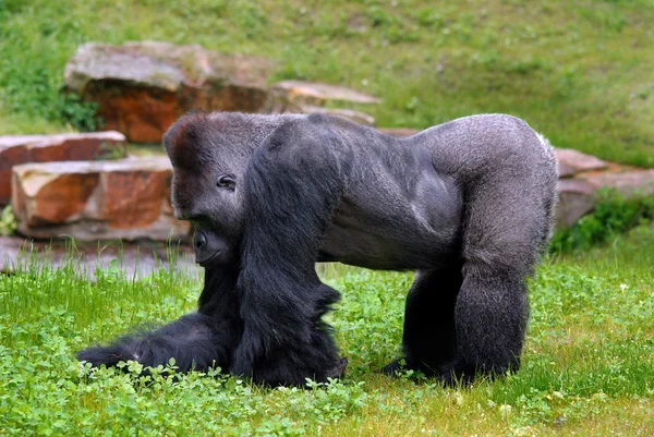 緑の動物園の草の上のゴリラ — ストック写真