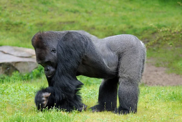 緑の動物園の草の上のゴリラ — ストック写真