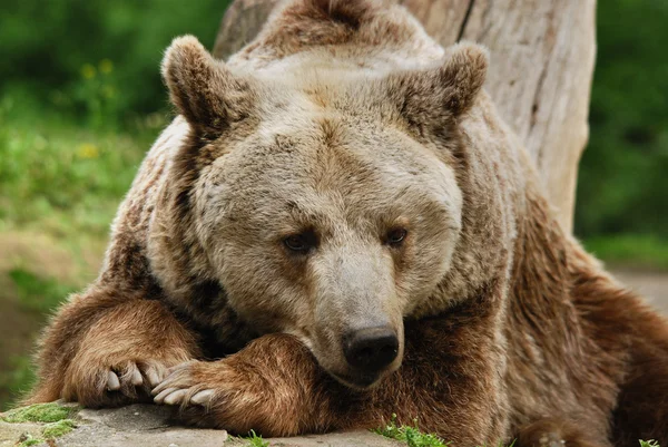 Grizzly Medve Ismert Mint Ezüst Hegyű Medve Grizzly Vagy Észak — Stock Fotó