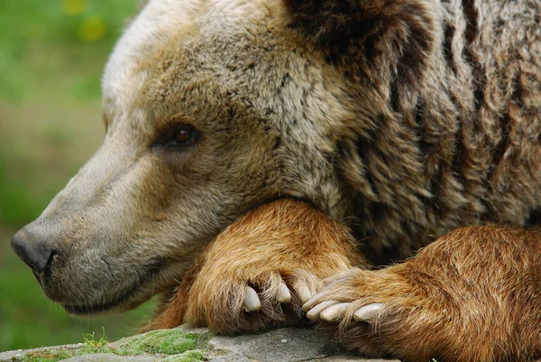 Grizzlybjörnen Även Känd Som Silvertipbjörnen Grizzlybjörnen Eller Den Nordamerikanska Brunbjörnen — Stockfoto