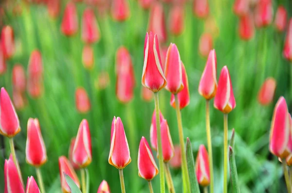 Tulipanes Rojos Sobre Fondo Hierba Verde — Foto de Stock