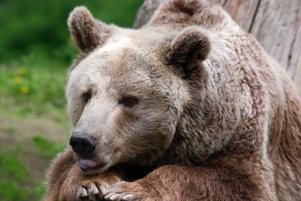 Медведь Гризли Известный Медведь Серебряной Верхушкой Гризли Североамериканский Бурый Медведь — стоковое фото