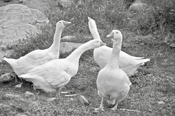 Grupper Vita Ankor Nära Floden — Stockfoto