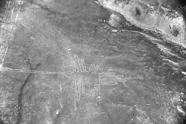 비늘보 나즈카 Parrot Nazca Lines 남부의 나즈카 사막에서 만들어 고대의 — 스톡 사진