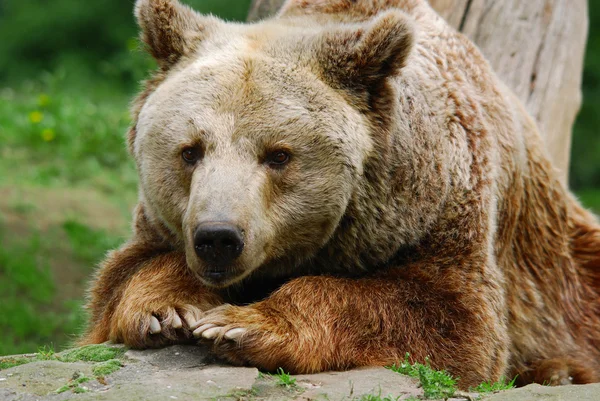 Grizzly Medve Ismert Mint Ezüst Hegyű Medve Grizzly Vagy Észak — Stock Fotó
