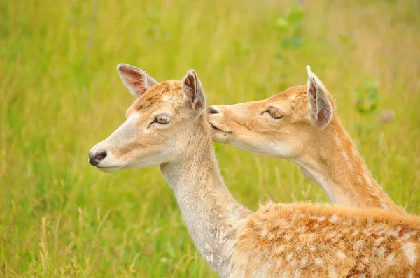 Jeune Couple Cerfs Les Cerfs Sont Les Mammifères Ruminants Formant — Photo