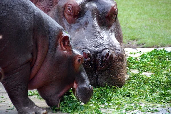 Hippopotamus Amphibius 或称河马 是古希腊的一种大型食草哺乳动物 生活在撒哈拉沙漠以南的非洲地区 — 图库照片