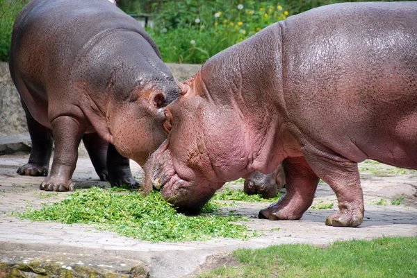 Familia Hipópotamus Hipópopotamus Amphibius Hippo Del Griego Antiguo Para Caballo —  Fotos de Stock