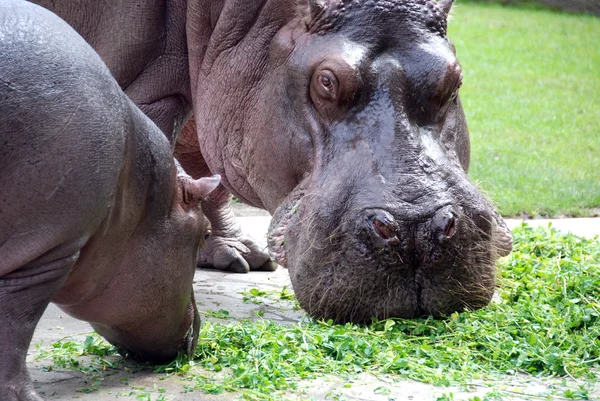 Οικογένεια Ιπποπόταμου Hippopotamus Amphibius Ιπποπόταμος Από Αρχαία Ελληνικά Για Άλογο — Φωτογραφία Αρχείου