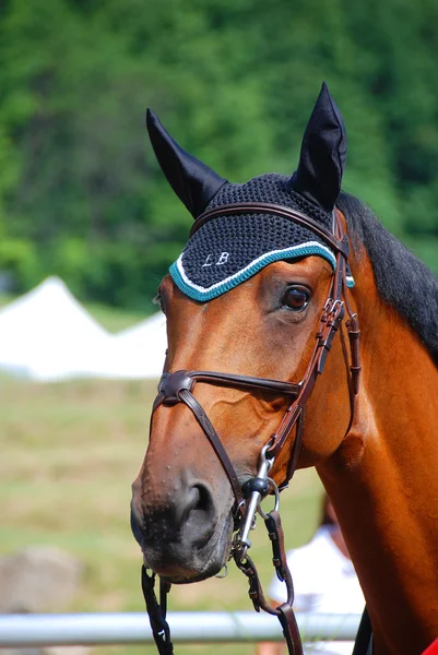 Portret Een Paard Het Veld — Stockfoto