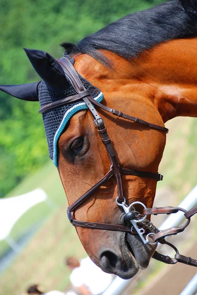 Kop Bay Portret Van Een Paard — Stockfoto