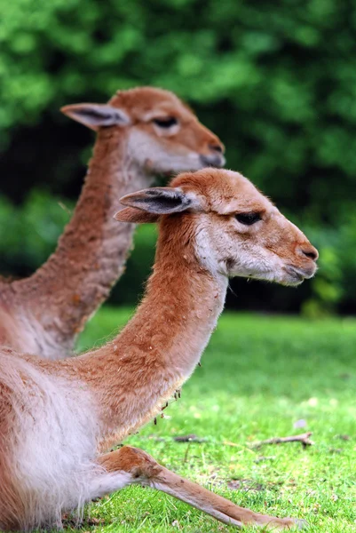 Vicuna Vicugna Vicugna Uno Dei Due Camelidi Selvatici Sudamericani Che — Foto Stock