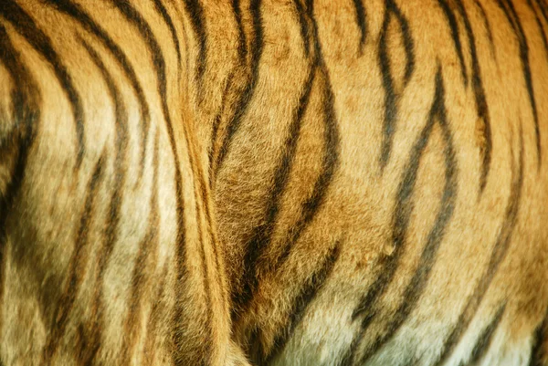 Tijger Close Tijger Panthera Tigris Grootste Kattensoort Het Derde Grootste — Stockfoto