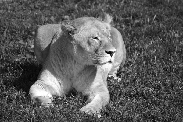 Panthera Leo 是黑豹属的四大猫科动物之一 也是猫科动物中的一员 — 图库照片