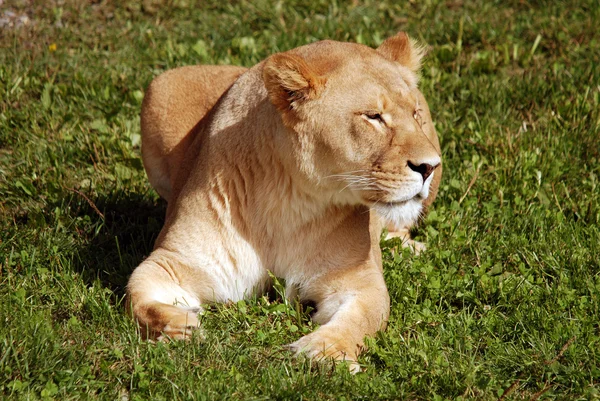 Panthera Leo 판테라 Panthera 고양이 하나이며 속한다 — 스톡 사진