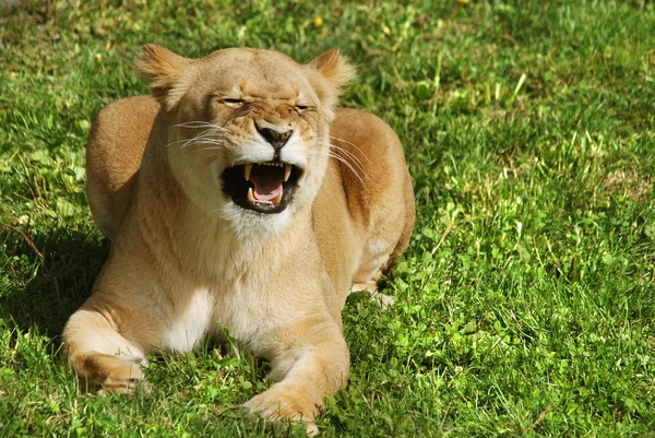 Panthera Leo 판테라 Panthera 고양이 하나이며 속한다 — 스톡 사진
