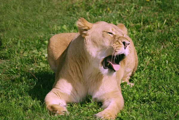 Λιοντάρι Panthera Leo Είναι Μία Από Τις Τέσσερις Μεγάλες Γάτες — Φωτογραφία Αρχείου