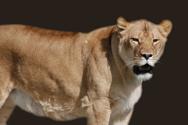 León Panthera Leo Uno Los Cuatro Grandes Gatos Del Género —  Fotos de Stock