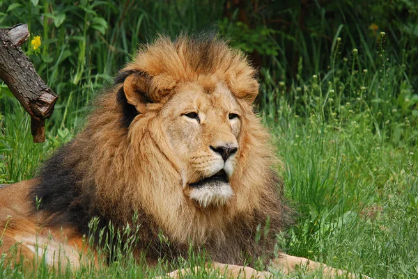 Male lion: Highly distinctive, the male lion is easily recognized by its mane, and its face is one of the most widely recognized animal symbols in human culture.