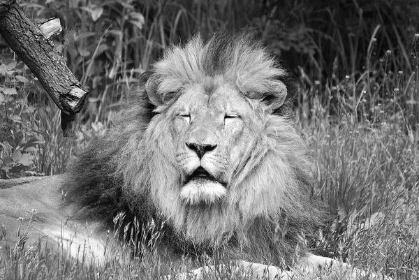 非常独特 雄狮很容易被人辨认 它的脸也是人类文化中最广为人知的动物标志之一 — 图库照片