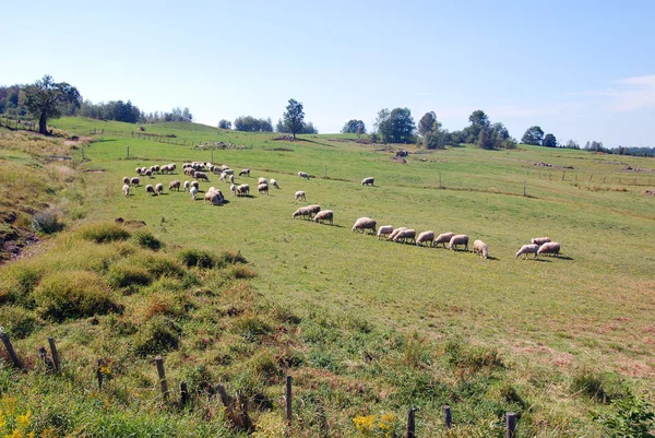 Herd Sheep Grazing Field — Stock Photo, Image