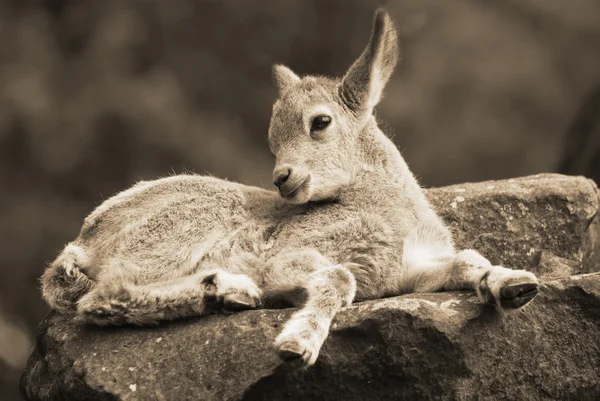 Retrato Una Cabra Montaña Zoológico — Foto de Stock