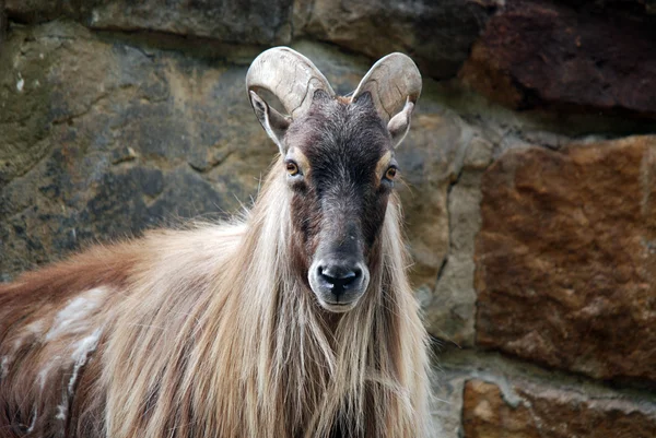 Wild goats(Capra aegagrus) are animals of mountain habitats. They are very agile and hardy, able to climb on bare rock and survive on sparse vegetation.