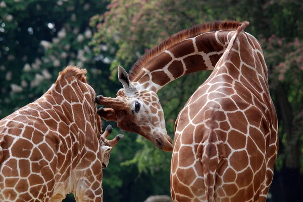 Berlińskie Zoo Żyrafa Giraffa Camelopardalis Jest Afrykańskim Ssakiem Kopytnym Równymi — Zdjęcie stockowe