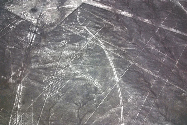 나스카 Hummingbird Nazca Lines 남부의 나즈카 사막에 고대의 측지선이다 1994 — 스톡 사진