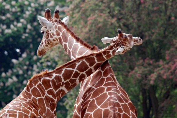 柏林动物园的长颈鹿 Giraffa Camelopardalis 是一种非洲双足食人族哺乳动物 是现存陆生动物中最高的 也是世界上最大的反刍动物 — 图库照片