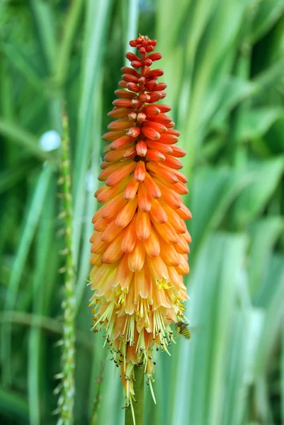 Närbild Vacker Blomma — Stock fotografie