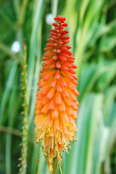 Närbild Vacker Blomma — Stock fotografie