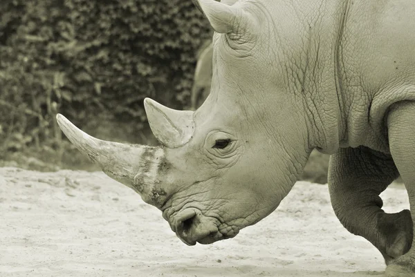 Witte Neushoorn Neushoorn Een Neushoorn Uit Familie Neushoorns Neushoorns Het — Stockfoto