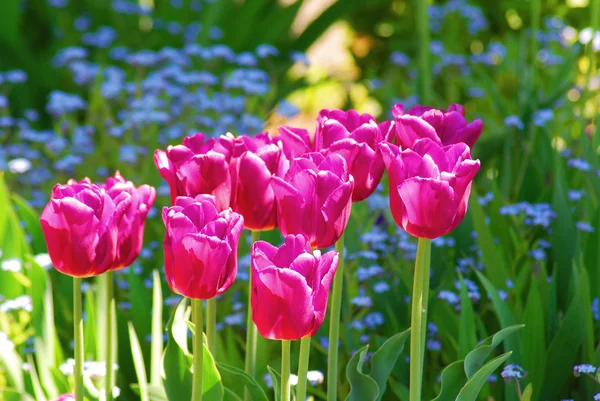 Tulipany Ogrodzie Whistler — Zdjęcie stockowe