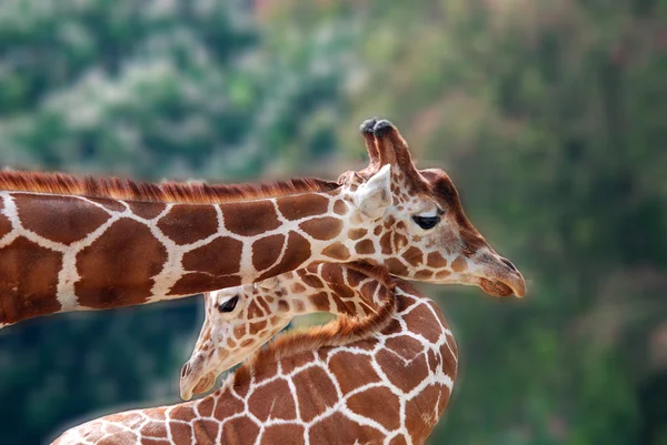 ベルリン動物園キリン Giraffa Camelopardalis アフリカで最も高く 現存するすべての陸上動物種の中で最も高く 最大の発光体である — ストック写真