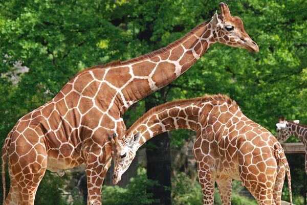 キリン キリン Giraffa Camelopardalis アフリカに生息するアングルの哺乳類で 現存する全ての動物種の中で最も背が高く 最大のラミナントである — ストック写真