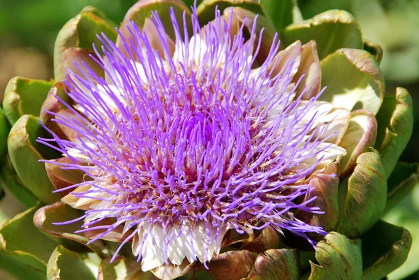 Detalhe Flor Roxo Close — Fotografia de Stock